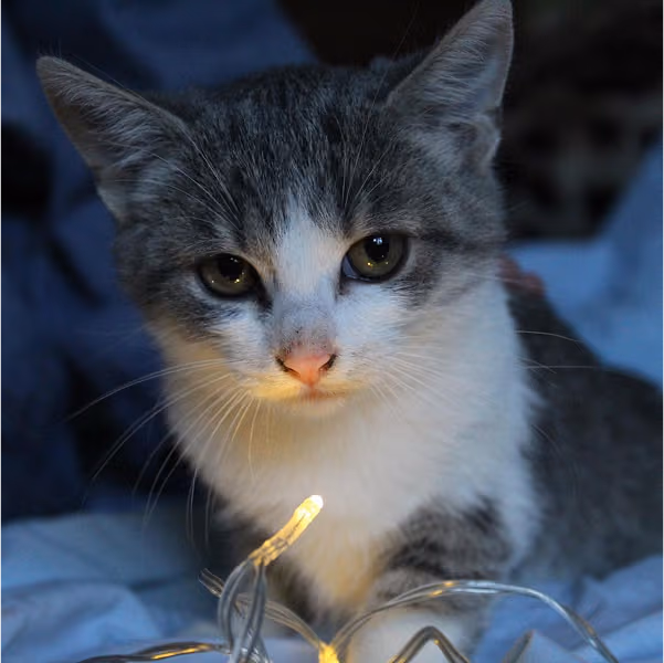 Ася: дівчинка, 7 міс.