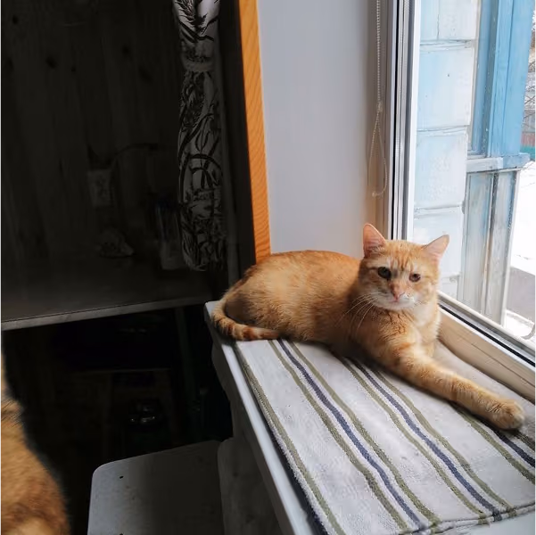 Гарбузик: хлопчик 2 роки