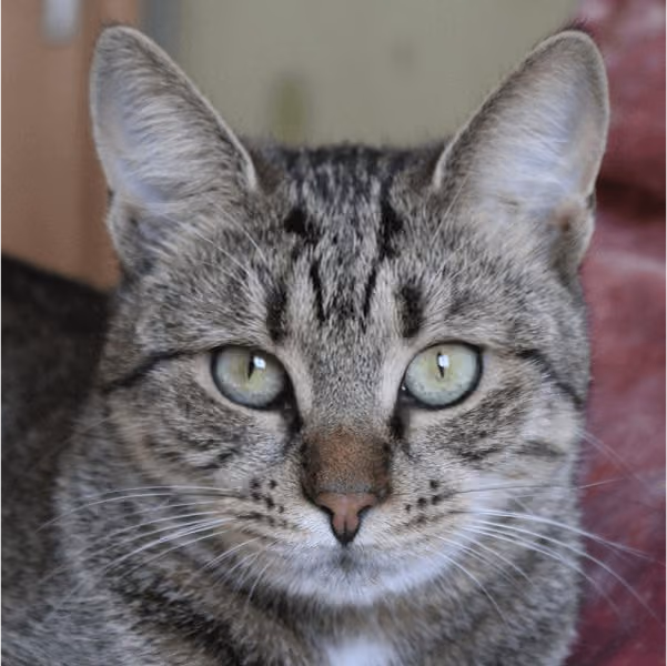 Крісті: дівчинка, 9 міс