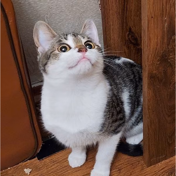 Либідь: дівчинка, 5 міс.