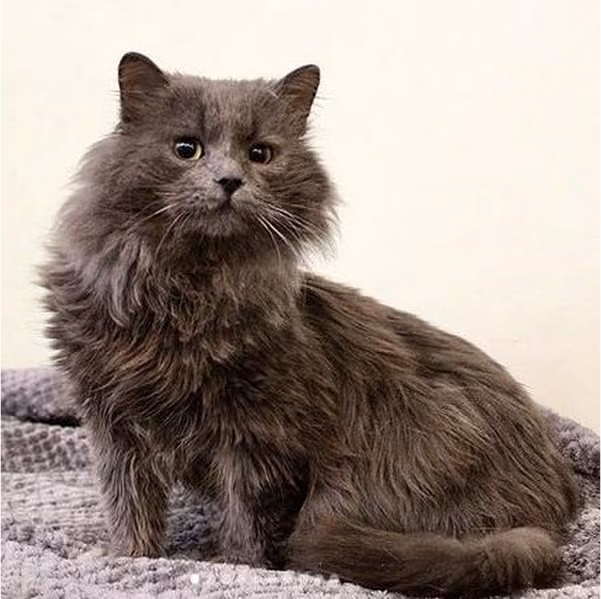 Оскар: хлопчик, 5 р.