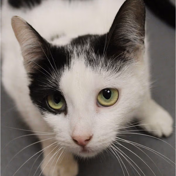 Плямка: дівчинка, 1р.