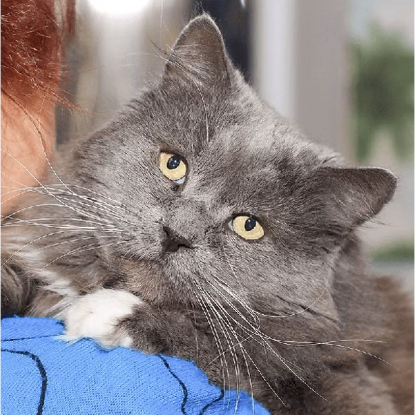 Принц: хлопчик, 7 р.