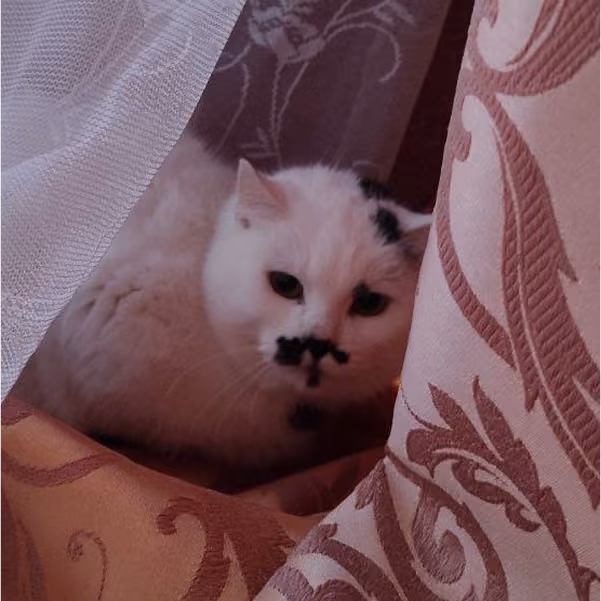 Ромашка: дівчинка, 6 р.