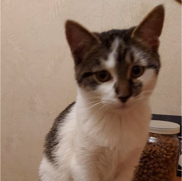 Щек: хлопчик, 5 міс.