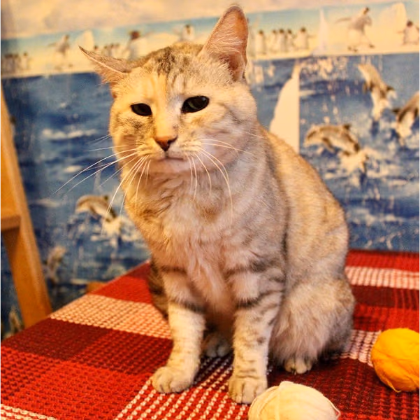 Шарлотта: дівчинка, 5 р.