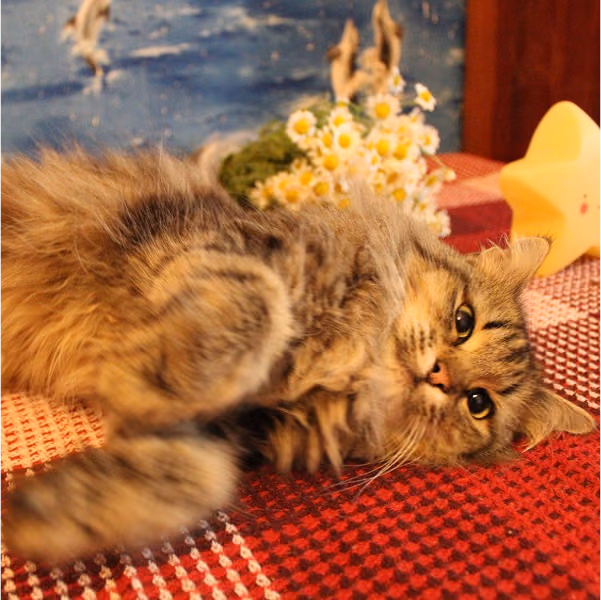 Сова: дівчинка, 3 р.