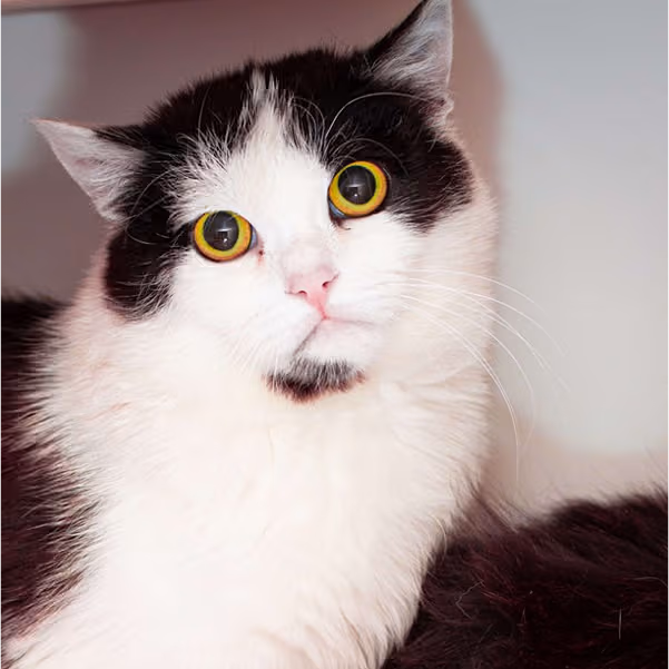 Тимофій, хлопчик, 2 р.