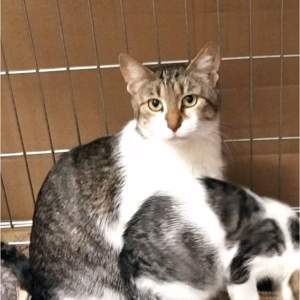 Україна: дівчинка, 6 р.